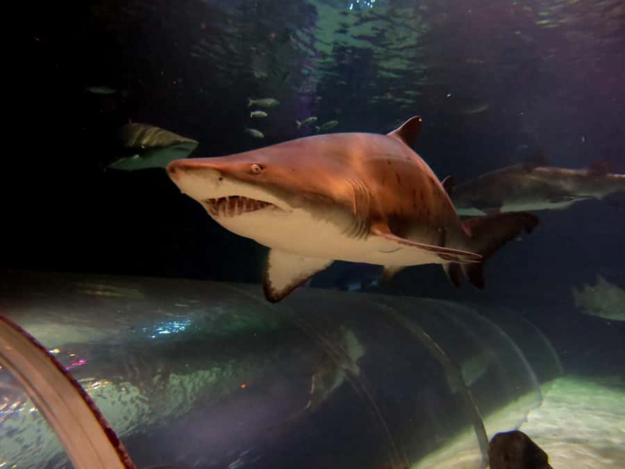 Sea Life Kelly Tarlton's Aquarium General Admission - Animal talks included: how to plan your route