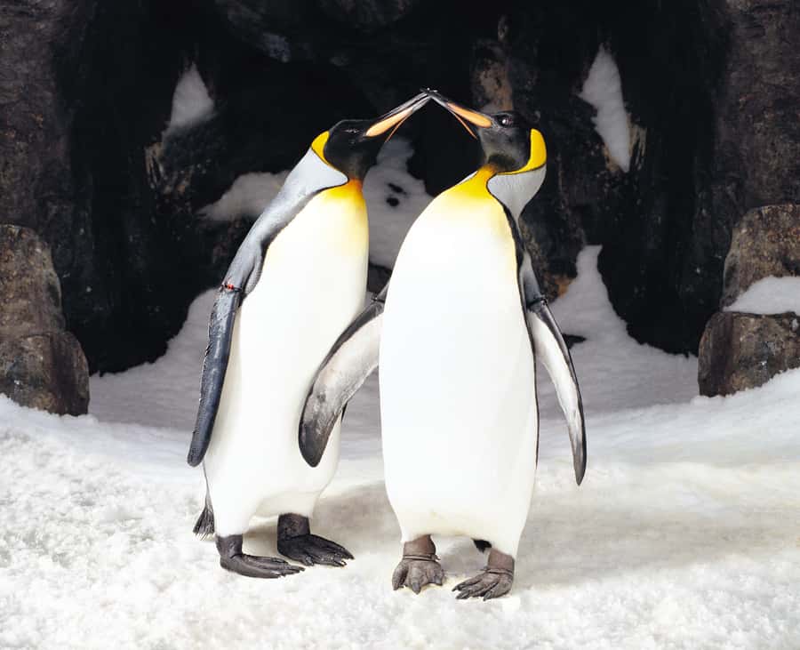 Sea Life Kelly Tarlton's Aquarium General Admission - Penguin Ice Adventure and the sub-antarctic colony moments