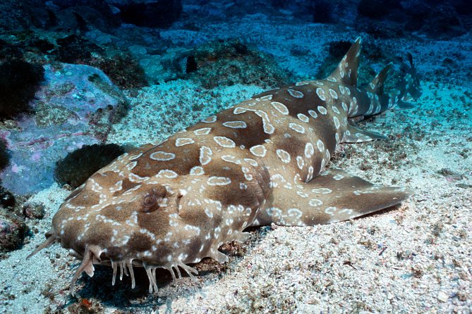 SEA LIFE Kelly Tarlton's General Admission - Southern Ocean themed, not a half-day project