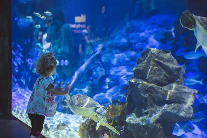 SEA LIFE Kelly Tarlton's General Admission - The Antarctic Encounter, your penguin anchor point