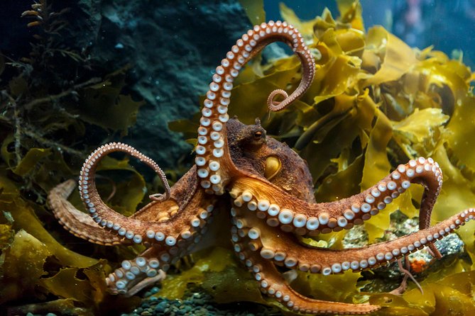 SEA LIFE Kelly Tarlton's General Admission - What you’ll see in the themed zones, one by one