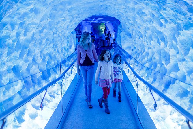 SEA LIFE Kelly Tarlton's General Admission - The rescued turtles and the care-focused mindset