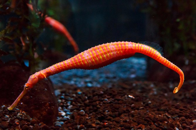 SEA LIFE Kelly Tarlton's General Admission - Price and value: is $24.20 NZD money well spent?