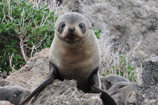 Seal Coast Safari - Exclusive access to Wellington's secret coast - Key things I’d bookmark before you go