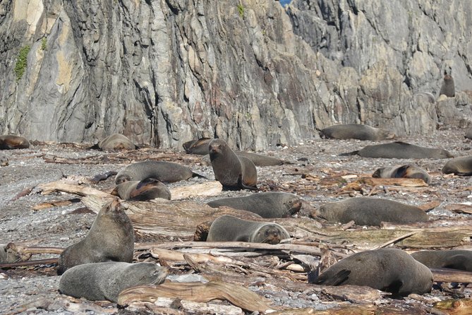 Seal Coast Safari - Exclusive access to Wellington's secret coast - Cape Terawhiti and the leaning lighthouse moment