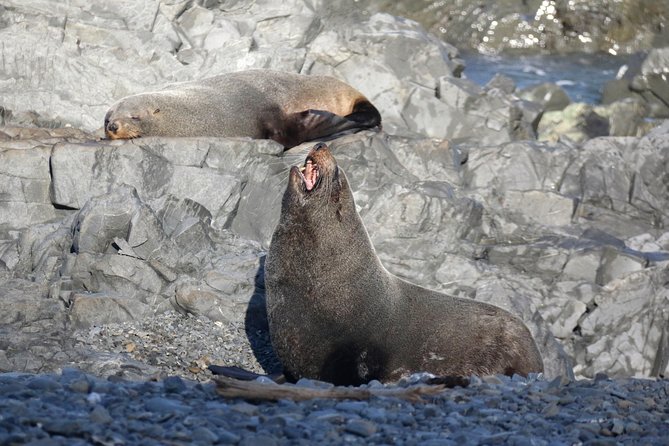 Seal Coast Safari - Exclusive access to Wellington's secret coast - The guides: part nature lesson, part safety pro