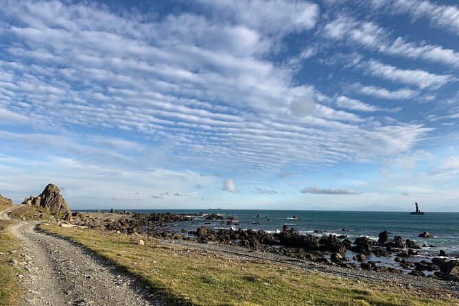 Seal Coast Safari - Exclusive access to Wellington's secret coast - Who this tour is best for, and who should think twice