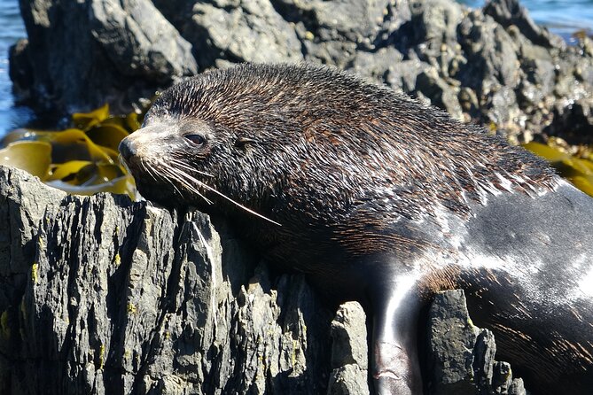 Seal Coast Safari - Exclusive access to Wellington's secret coast - Terawhiti Station: the private-farm drive that changes the whole trip