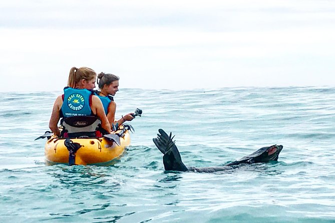 Seal Kayaking Adventure in Kaikoura - Quick reasons this Kaikoura seal kayaking tour gets 5 stars