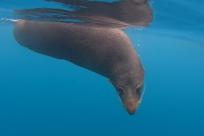 Seal Kayaking Adventure in Kaikoura - Fur seals, birds, and dolphins from Kaikoura’s pedal kayak magic