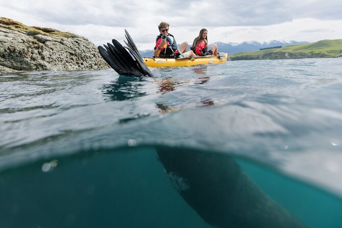 Seal Kayaking Adventure in Kaikoura - Where your guide takes you: seals, sea lions, dolphins, and seabirds