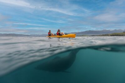 Seal Kayaking Adventure in Kaikoura