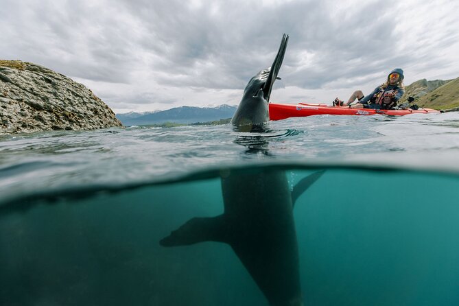 Seal Kayaking Adventure in Kaikoura - Guides who get you into the right wildlife zones