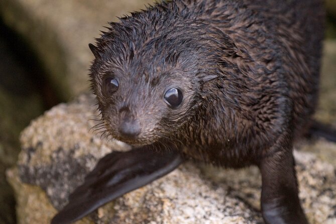 Seal Sanctuary Tour - Guided Kayaking - New Zealand - Key points at a glance
