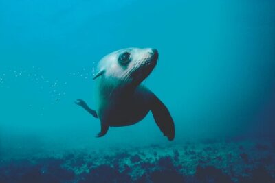 Seal Sanctuary Tour – Guided Kayaking – New Zealand