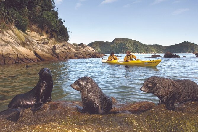 Seal Sanctuary Tour - Guided Kayaking - New Zealand - Gear, comfort, and the small things that reduce stress