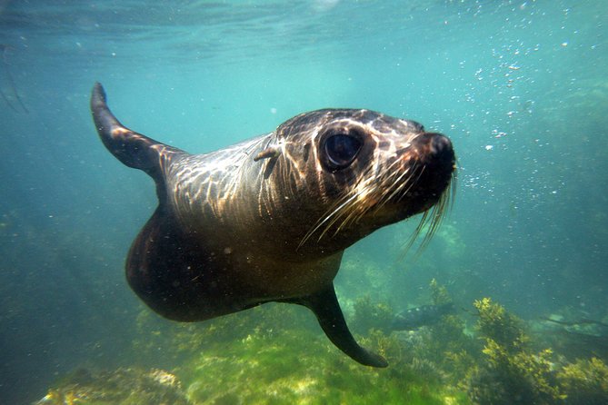 Seal Swimming Tour from Kaikoura - Key things to know before your Kaikoura seal swim