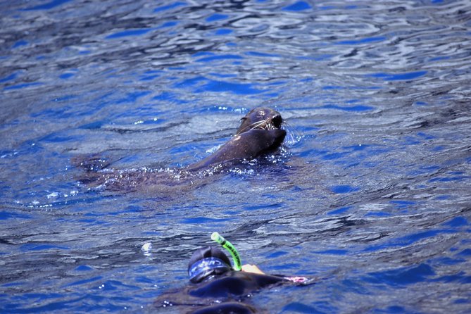 Seal Swimming Tour from Kaikoura - Kaikoura fur seal swimming, what you should expect