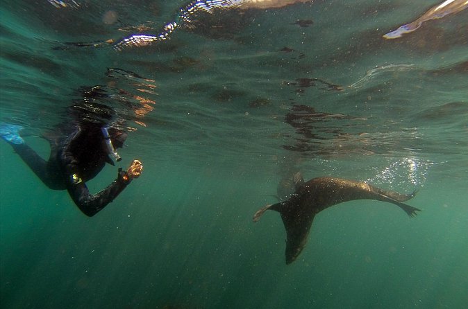 Seal Swimming Tour from Kaikoura - Swimming with New Zealand fur seals, safe distance done right