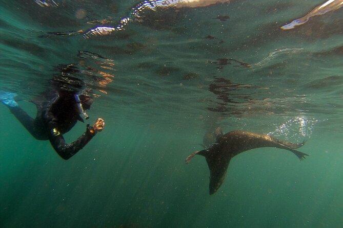 Seal Swimming Tour from Kaikoura - Learning marine life on the Kaikoura Peninsula