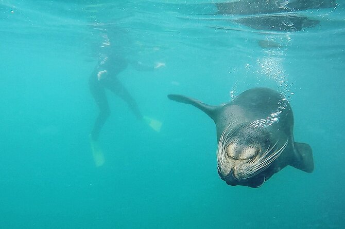 Seal Swimming Tour from Kaikoura - Comfort and physical fit, who should go