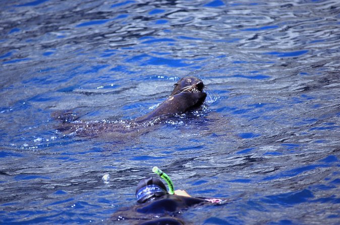 Seal Swimming Tour from Kaikoura - Price in perspective, what $98.67 buys you