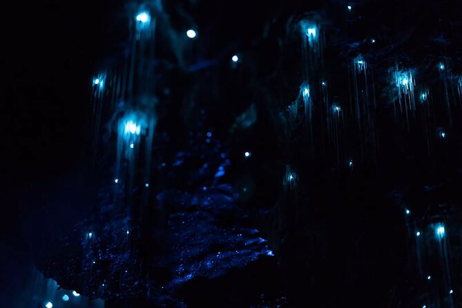 See Auckland's Secret Glow Worms - Key things I’d mark on your Auckland night itinerary