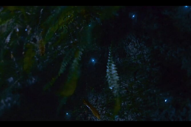 See Auckland's Secret Glow Worms - Price and value: what you get for $77.57