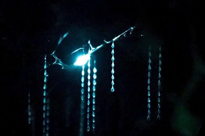 See Auckland's Secret Glow Worms - Meeting at the Ferry Building on Quay Street
