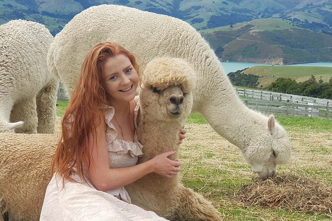 Shamarra Alpaca Farm Tours - Shamarra Alpacas in Akaroa, with extinct-volcano views