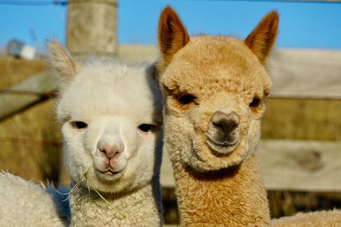 Shamarra Alpaca Farm Tours - Staff guidance: friendly explanations, and tips that make a difference