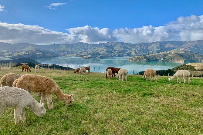 Shamarra Alpaca Farm Tours - Feeding and petting tips, including the spitting reality
