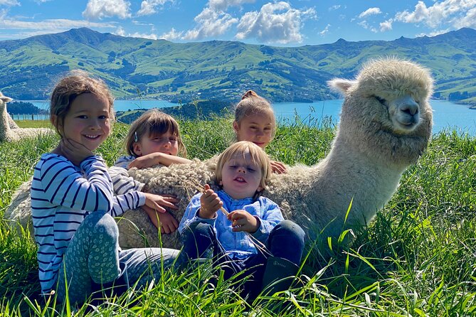 Shamarra Alpaca Farm Tours - How to get there from Christchurch and Akaroa, without getting stuck