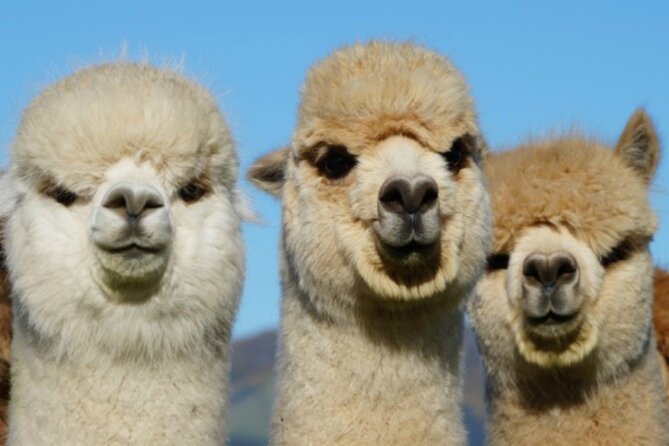 Shamarra Alpaca Farm Tours - Who this alpaca farm tour suits best