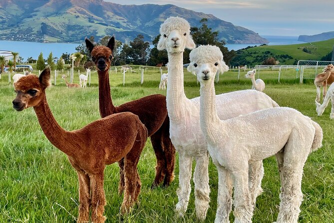 Shamarra Alpaca Farm Tours - Should you book Shamarra Alpaca Farm Tours?