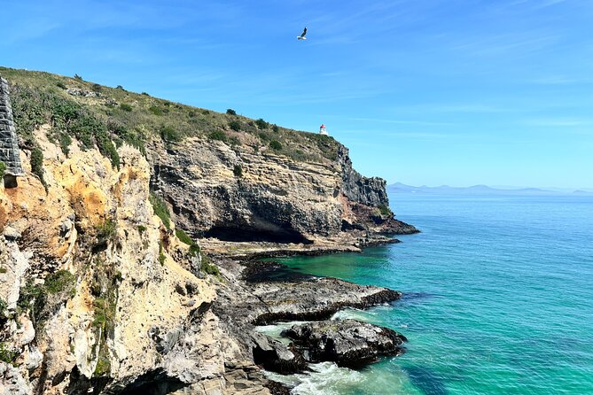 Shared Small Group Dunedin City and Peninsula Scenery Day Tour - Port Chalmers to Signal Hill, Getting Your Bearings Fast