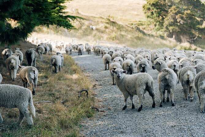 Sheep Farm Day Trip from Christchurch + Lunch and Winery visit. - Georges Road Wines in Waipara: tasting with the Three Deans backdrop
