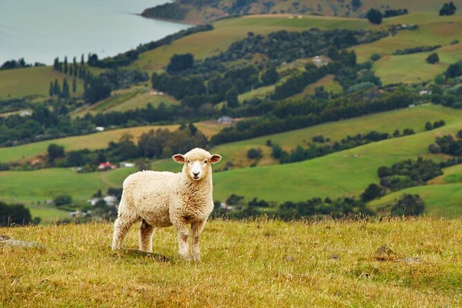 Sheep Shearing and Auckland City Highlights Tour with Lunch - Lunch, Snacks, and the Small Group Advantage