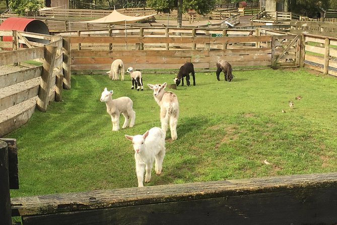 Sheep Shearing and Auckland City Highlights Tour with Lunch - Timing and Comfort, What a 7 to 8 Hour Day Feels Like