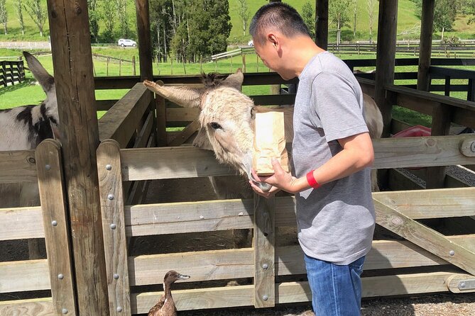Sheep World Country Tour from Auckland - Sheepworld Farm Park: shearing, dogs, and a mission worth your time