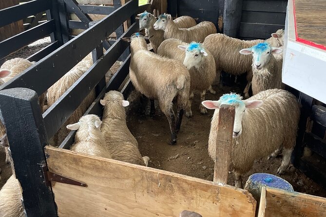 Sheep World Country Tour from Auckland - Comfort and pacing: how the day fits together