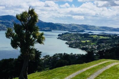 Shore Excursion: Dunedin City, Otago Peninsula, Castle Gardens & Olveston Tour