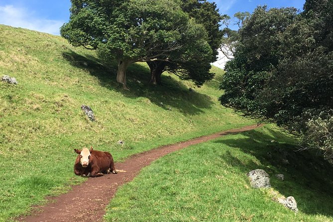 Shore Excursion: Half-Day Auckland Volcanoes Tour - Value check: is $179.97 actually worth it?