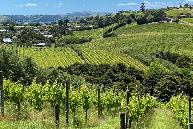 Sip & Savour through Waiheke Island (11 guests max) - The scenic drive that sets up your tastings