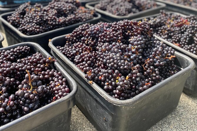Sip & Savour through Waiheke Island (11 guests max) - Group size and guide style: why it feels personal