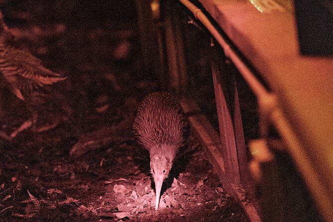 Skip the Line: Franz Josef Wildlife Center Ticket with Optional Backstage Pass - Kiwi viewing in the nocturnal house: what you should expect