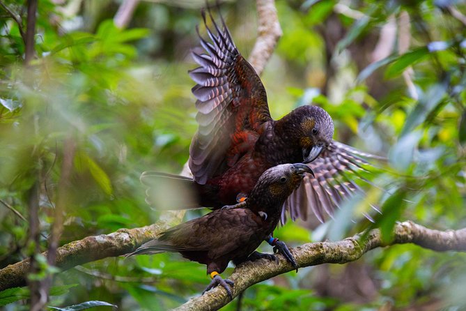 Small Group Daytime 2-Hour Eco Wildlife Tour at Zealandia - Key points to know before you go