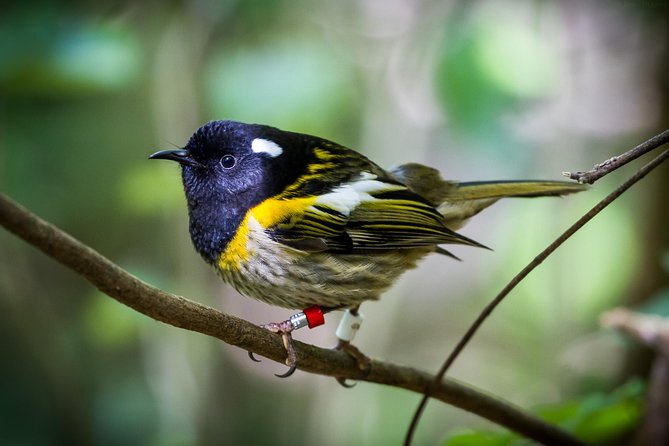 Small Group Daytime 2-Hour Eco Wildlife Tour at Zealandia - Price and value, entrance included and time packed right