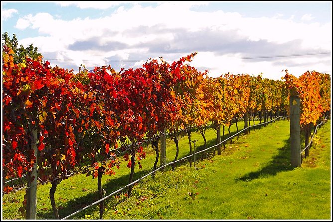 Small group - Napier Premium Wineries+ Beer tour -5.0 - 5.5 hours - Why this Napier wine-and-beer tour beats renting a car for the day
