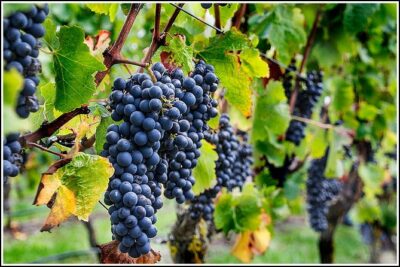 Small group – Napier Premium Wineries+ Beer tour -5.0 – 5.5 hours